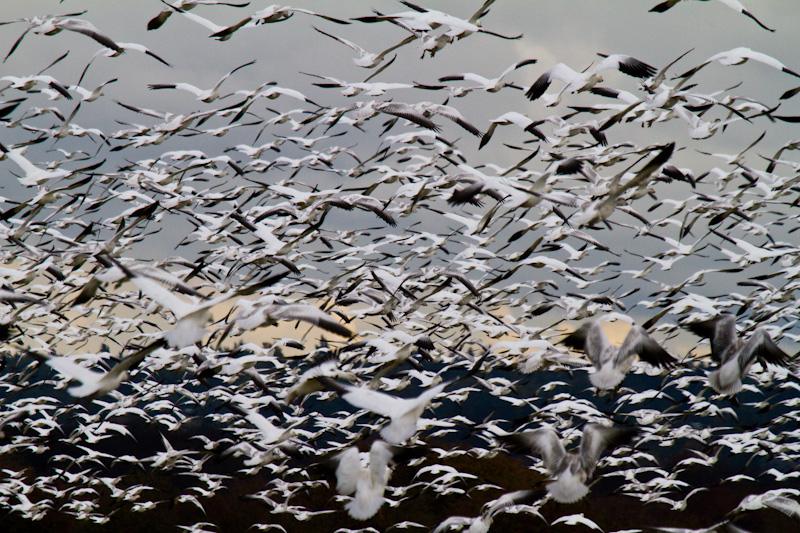 Snow Goose Flock In Flight